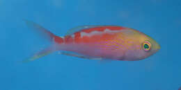 Image of Pseudanthias