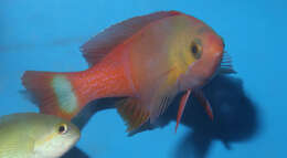 Pseudanthias resmi