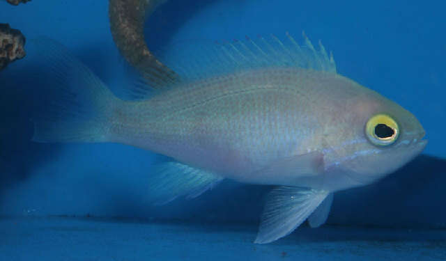 Image of wrasse