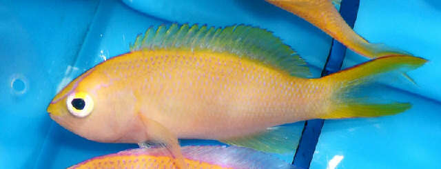 Pseudanthias resmi