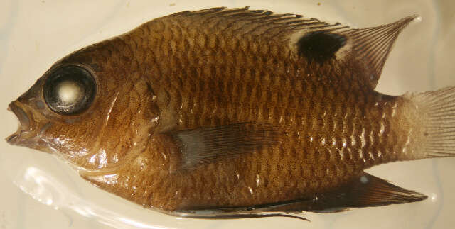 Image of Galapagos ringtail damselfish