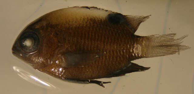 Image of Galapagos ringtail damselfish