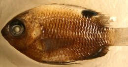 Image of Galapagos ringtail damselfish