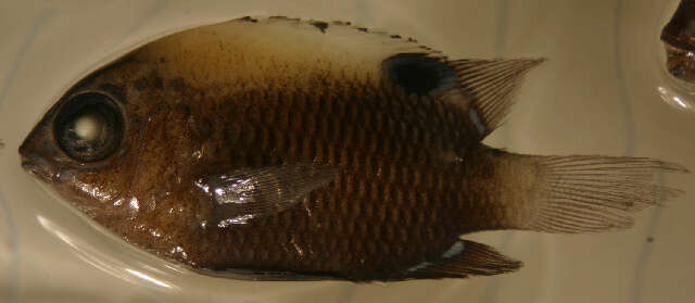 Image of Galapagos ringtail damselfish