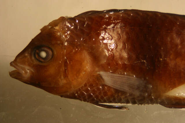 Image of Galapagos razorfish