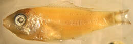 Sivun Chromis atrilobata Gill 1862 kuva