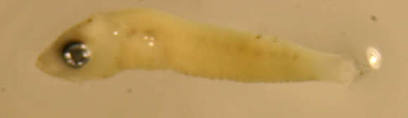 Image of Throatspotted blenny