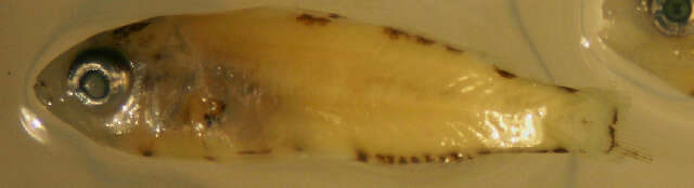 Image of Eucinostomus