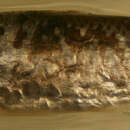 Image of Mountain Mullet