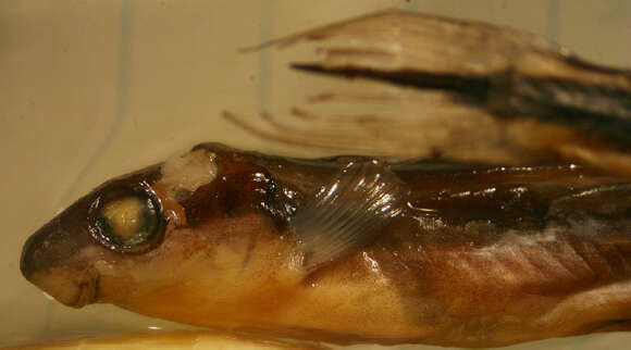 Image of Sabertooth Blenny