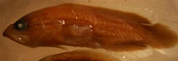 Image of Mottled soapfish