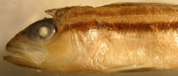 Image of Bridled sand perch