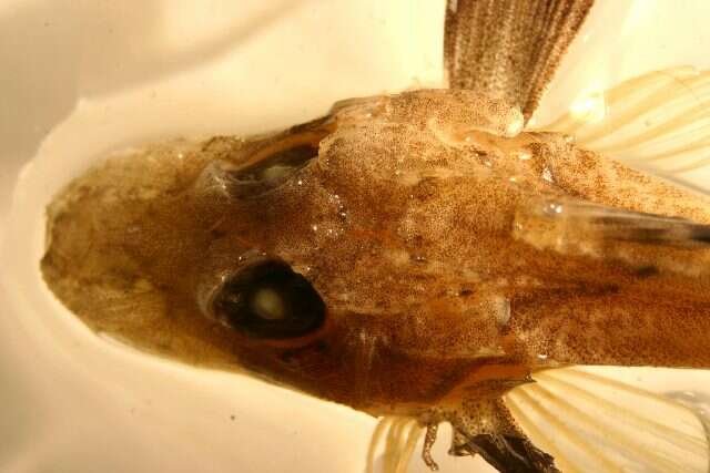 Image of Blackfin gurnard