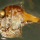 Image of Hatchet fish