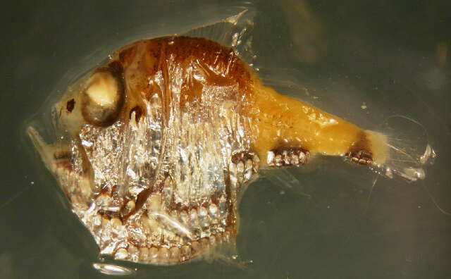 Image of Hatchet fish