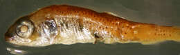 Image of Blackchin blacksmelt