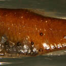 Image of Slendertail lanternfish
