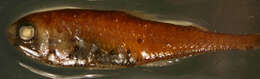 Image of Slendertail lanternfish