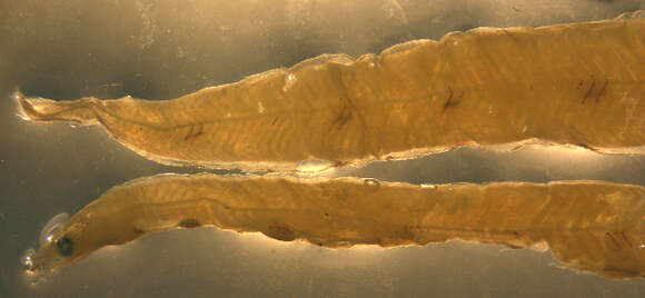 Image of Pseudomyrophis