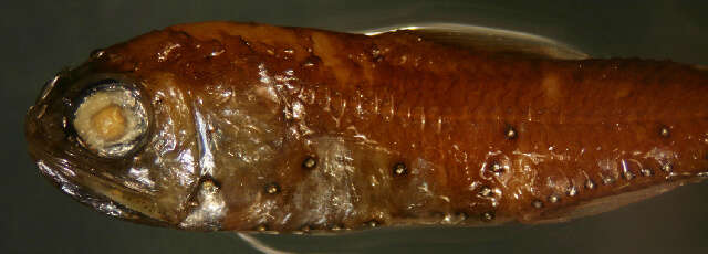 Image of Spotted Lanternfish