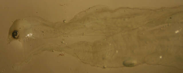 Image of Muraenidae