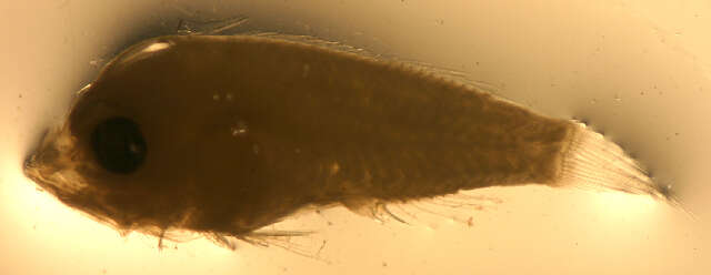 Image of Scorpaenodes