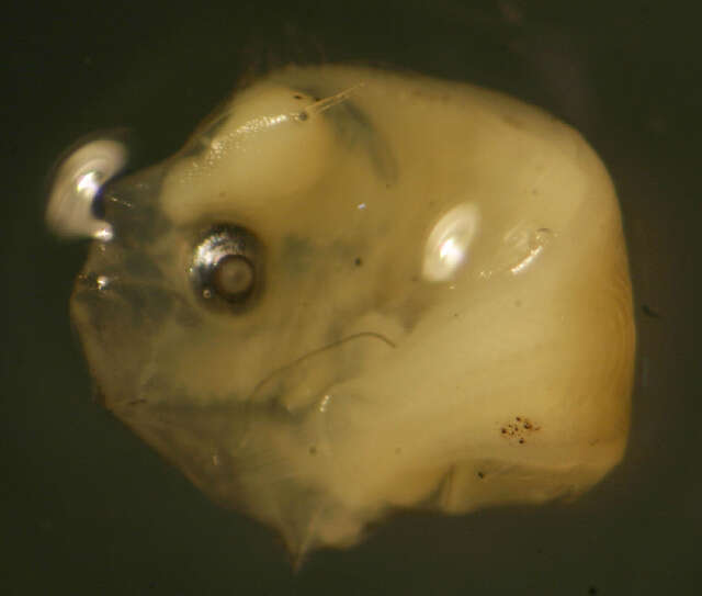 Image of Oval flounder