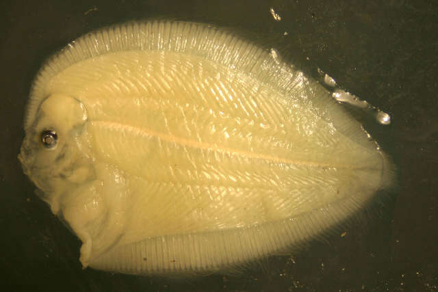 Image of Pacific leopard flounder