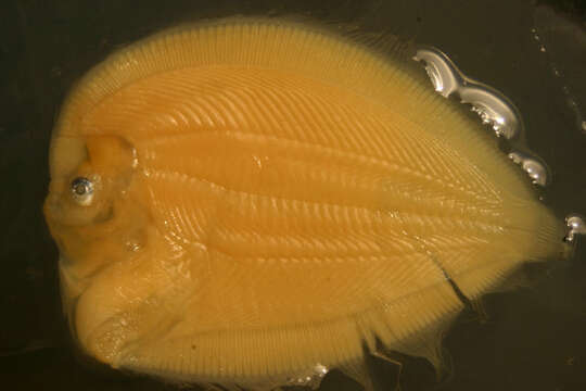 Image of Pacific leopard flounder