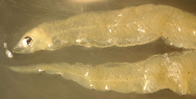 Image of Bignose conger