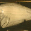 Image of speckledtail flounder