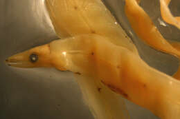 Image of Hoplunnis sicarius (Garman 1899)