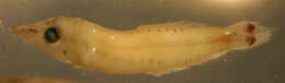 Image of Myctophiformes