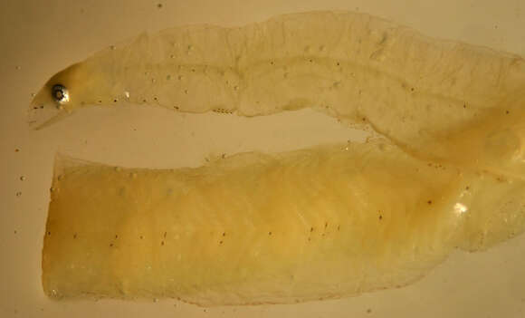 Image of Pacific worm eel