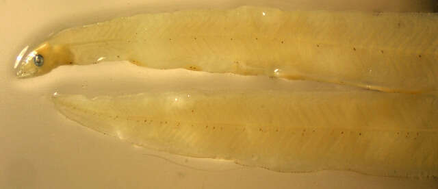 Image of Pacific worm eel