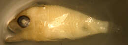 Image of Scorpaenodes