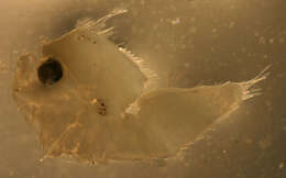 Image of Clearspot flounder