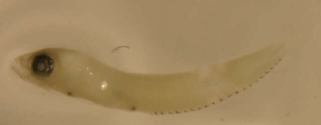 Image of Caribbean Flagfin Blenny