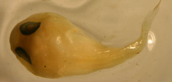Image of Papillate Clingfish