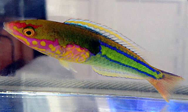 Image of Mombasa pencil wrasse