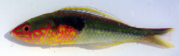 Image of Mombasa pencil wrasse