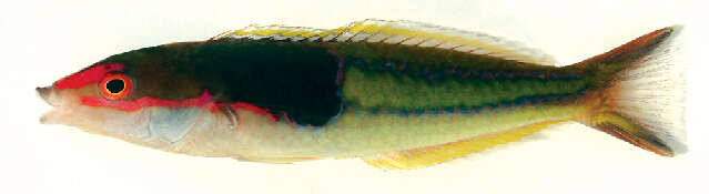 Image of Severns&#39; wrasse