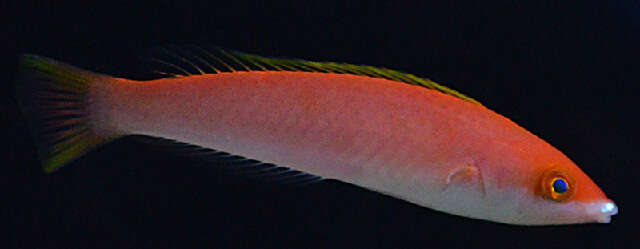 Image of Mombasa pencil wrasse