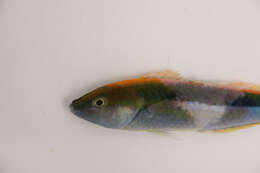 Image of Blue-nose wrasse