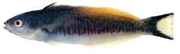 Image of Yellowfin wrasse