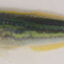 Image of Labyrinth pencil wrasse
