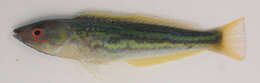 Image of Labyrinth pencil wrasse