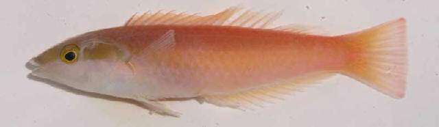 Image of <i>Pseudojuloides polackorum</i>
