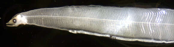 Image of garden eel