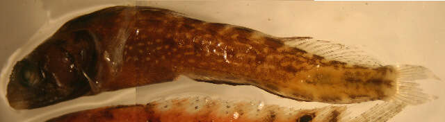 Image of Browncheek Blenny